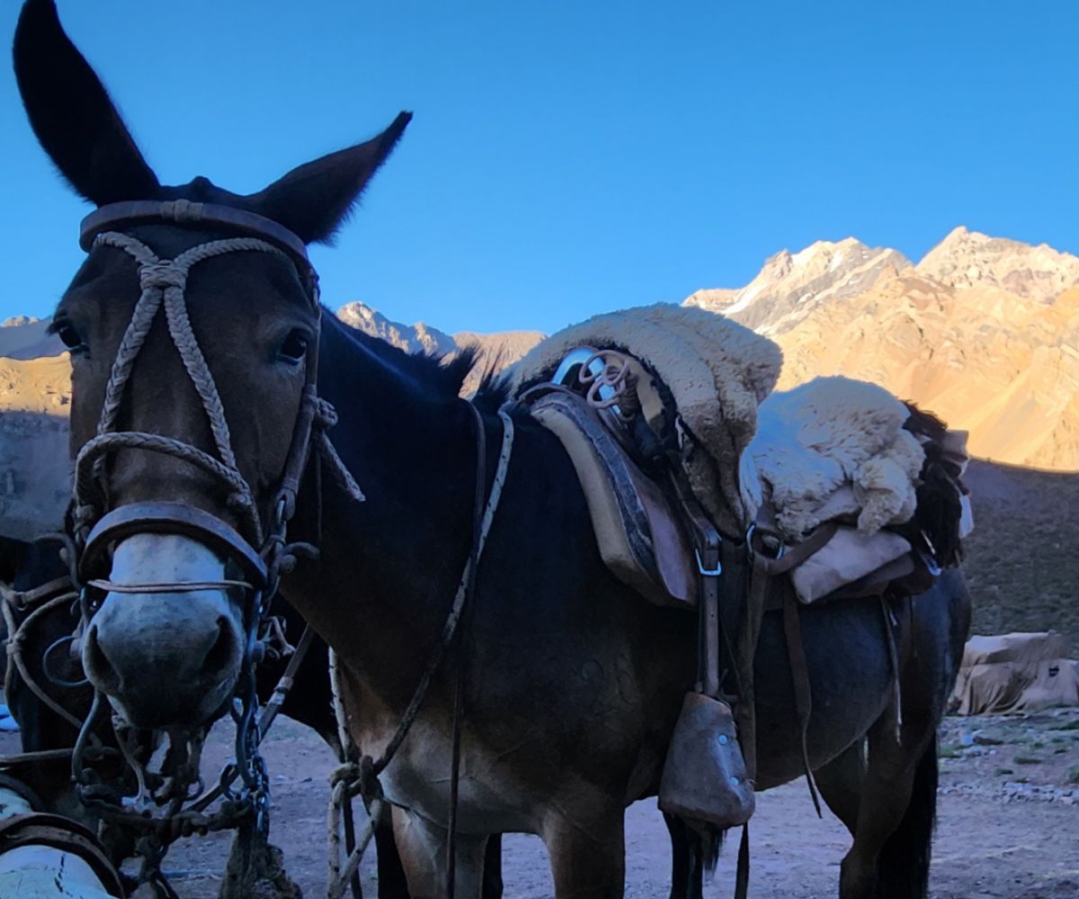 Aconcagua Scotty